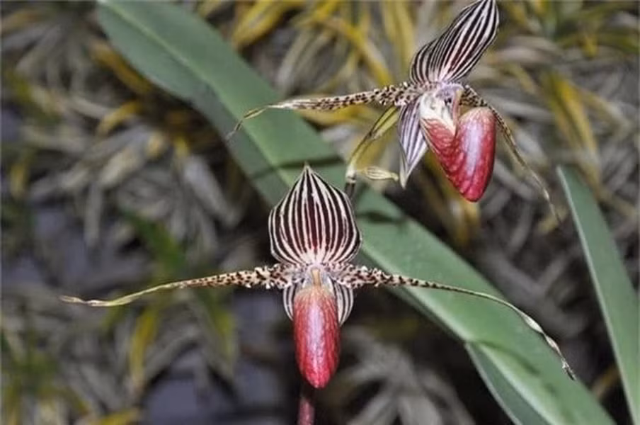 Điểm đặc biệt của hoa lan Rothschild (tên khoa học là Paphiopedilum rothchildianum) chính là 15 năm mới nở một lần vào giữa tháng 4 đến tháng 5.