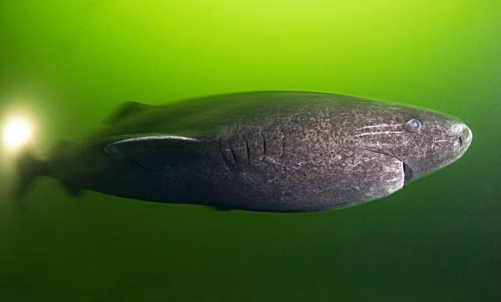 Trong số các loài thủy quái cổ xưa, cá mập Greenland (Somniosus microcephalus) là một loài ấn tượng nhất với tuổi thọ đáng kinh ngạc.