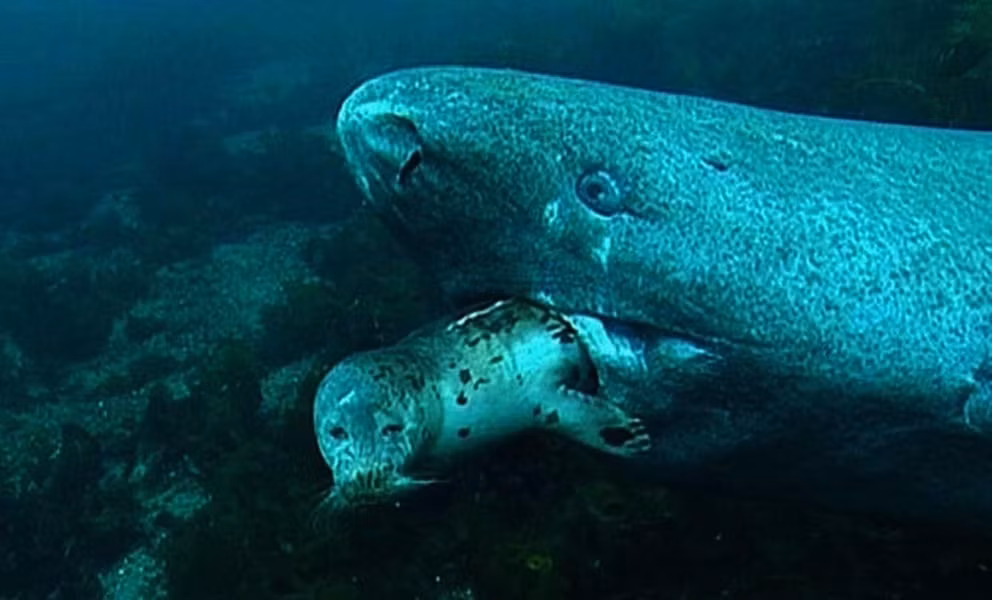 Việc cá mập Greenland săn hải cẩu như thế nào cho đến nay vẫn là một điều bí ẩn. Một giả thuyết được đưa ra là, chúng có thể tấn công bất ngờ khi hải cẩu đang ngủ.