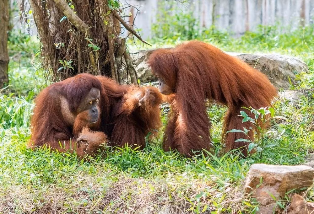 Năm 2018, các nhà nghiên cứu đã báo cáo rằng đười ươi Sumatra thay vì kêu báo động khi nhìn thấy một kẻ săn mồi tiềm năng, chúng tạo ra tiếng động để dạy cho con non rằng việc gặp phải một loài động vật như vậy là nguy hiểm.