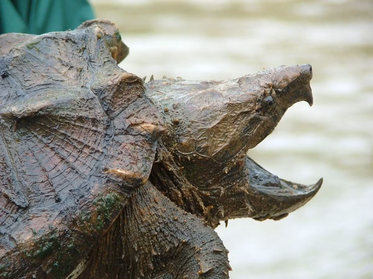 9.Rùa có lưỡi tinh quái: Rùa cá sấu (Macrochelys temminckii) là loài rùa nước ngọt lớn nhất, chỉ được tìm thấy ở các con sông nước ngọt của Mỹ. Tên gọi thông thường của chúng xuất phát từ phần gờ lớn ở mặt sau của lớp mai cứng khiến chúng trông giống như một con cá sấu khi nhìn từ trên xuống.Ảnh:Center for Biological Diversity