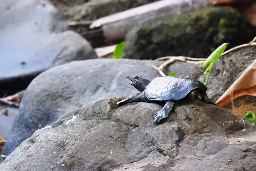 Ba ba trơn (Pelodiscus sinensis). Họ: Ba ba (Trionychidae). Kích thước: Dài 45 cm. Khu vực phân bố: Phân bố rộng từ đồng bằng đến miền núi trên cả nước. Tình trạng: Sắp nguy cấp (Sách Đỏ IUCN).