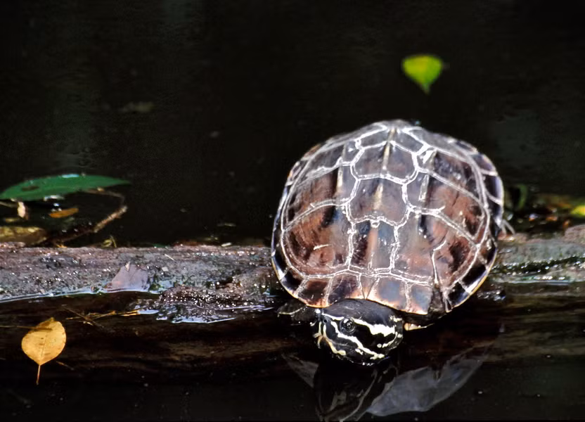 Rùa ba gờ (Malayemys subtrijuga). Họ: Rùa đầm (Geoemydidae). Kích thước: Dài 21 cm. Khu vực phân bố: Đồng Nai, Cần Thơ, Kiên Giang, Cà Mau. Tình trạng: Sắp bị đe dọa (Sách Đỏ IUCN).