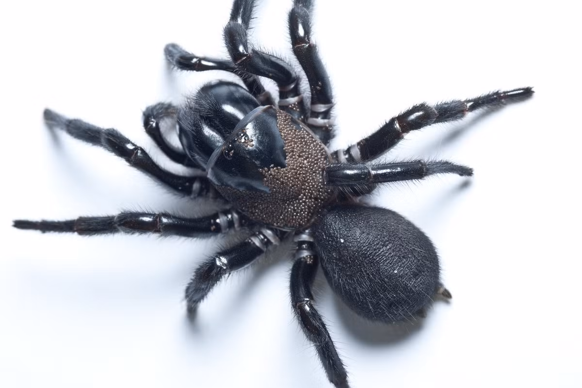 Nhện phễu Sydney (Atrax robustus): Nhện phễu - một trong những loài nhện nguy hiểm nhất thế giới - tạo ra một loại nọc độc cực mạnh đối với con người và nhiều loài linh trưởng khác. Ảnh:Australian Museum