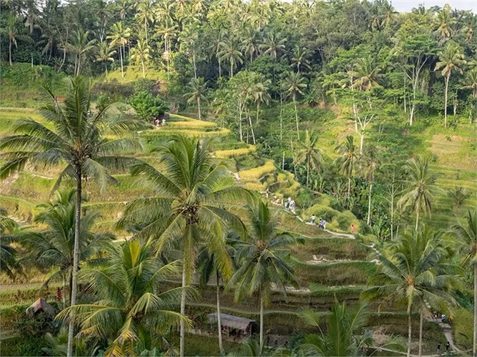 Các làng lúa ở Ubud, Bali nổi tiếng với hình ảnh tuyệt đẹp của những cánh đồng bậc thang, khi du khách có thể đứng ở trên cao chụp toàn cảnh, hoặc ngồi ở một quán cafe nào đó tại đây để nghỉ ngơi, ngắm cảnh và thư giãn.