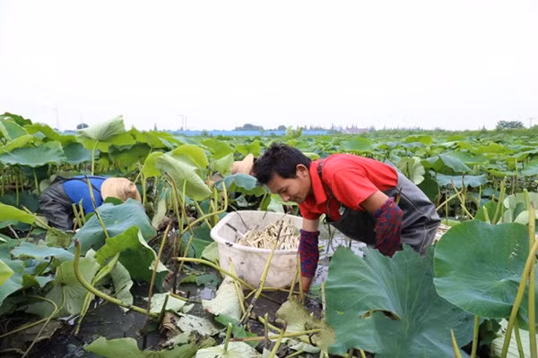 Ao rong khong nuoi ca tom ma tha thu nay lai nhanh thanh dai gia-Hinh-2