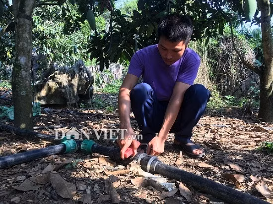 Song noi heo hut nhung giau kech xu nho trong 2ha xoai “khong lo