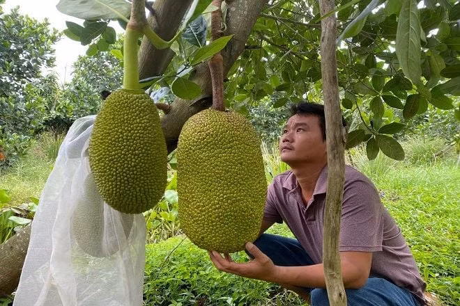 Với công việc này, người lao động không cần bằng cấp nhưng phải có kinh nghiệm. Bù lại, người ngửi mít thuê giàu kinh nghiệm có thể kiếm được cả triệu đồng mỗi ngày. Ảnh: Dân Việt