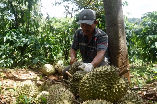 Yêu cầu quan trọng nhất của công việc này là tai thính, kinh nghiệm để đánh giá được độ tuổi của quả qua âm thanh. Dụng cụ hành nghề gõ sầu riêng đơn giản, chỉ gồm một con dao cán cứng, có lưỡi dao đủ sắc để cắt quả. Ảnh: Dân trí