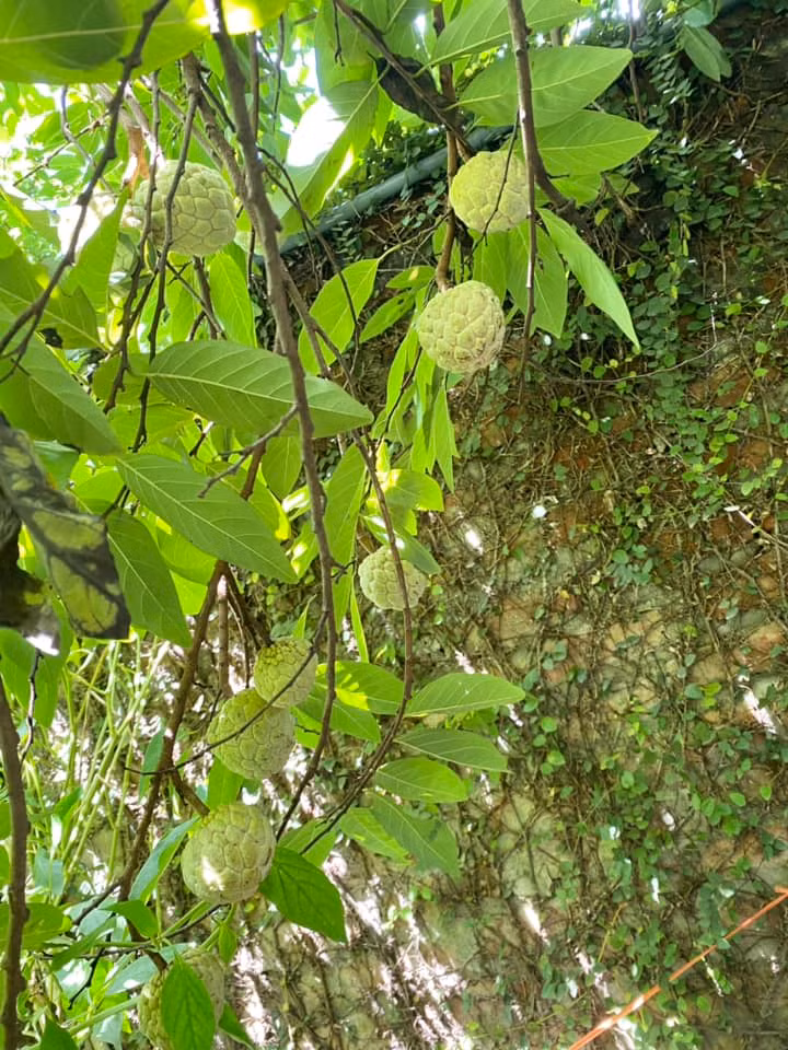 Ngoài ra, trong vườn nhà NSND Thanh Hoa còn trồng nhiều cây ăn quả. Ảnh: FB Thanh Hoa Nguyen