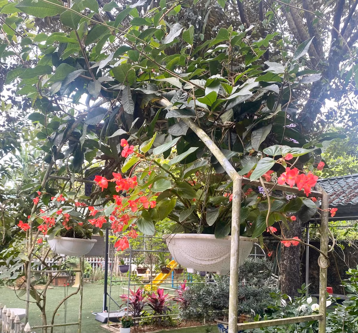 Hoa, quả, rau các loại, như một khu thí nghiệm trồng trọt. Ảnh: FB Thanh Hoa Nguyen