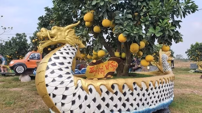Chậu bưởi cảnh có thể để trưng bày đến tháng 3, tháng 4 năm sau. Chơi Tết xong, gia chủ có thể gửi lại nhà vườn để vườn chăm sóc. Ảnh: PhunuVietNam