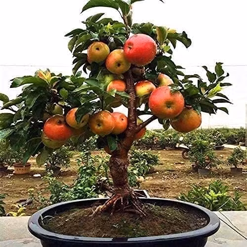 Cây táo nhỏ nhưng cho rất nhiều trái to, căng mọng. Ảnh: Amazon