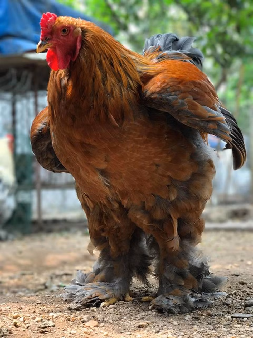 Không chỉ gà trưởng thành, gà giống cũng có mức giá không hề rẻ. Cụ thể, gà 2-3 tuần tuổi giá khoảng 400.000 đồng/con, gà đã nuôi 4-6 tuần giá khoảng 600.000 đồng/con và gà bố mẹ có giá dao động từ 15-30 triệu đồng/cặp tuỳ màu. Ảnh: Dân trí