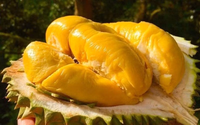 Cuối cùng là “Nữ hoàng sầu riêng Ri6” được đấu thành công 1,4 tỷ đồng. Ri6 là một giống sầu riêng đặc sản nổi tiếng, xuất phát từ khu vực Đồng bằng sông Cửu Long vào đầu những năm 1990. Ảnh: Fptshop