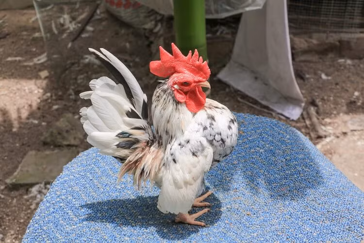 Lông đuôi của gà lực sĩ dựng lên, từ đầu, cổ, lưng và đuôi tạo thành hình chữ V độc đáo. Ảnh: Facebook