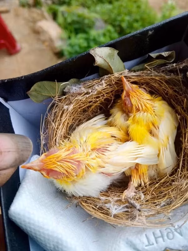 Thông thường, mỗi tổ chim thi thoảng mới có 1 con đột biến, hiếm có 2 nhưng tổ này lại có cả 4 con đều đột biến. Ảnh: FBNV