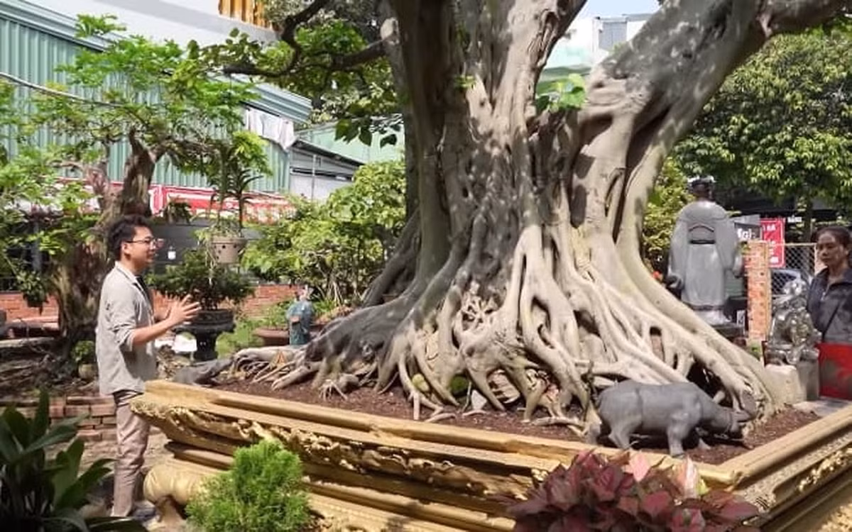 Cây được lấy về từ vùng chân núi Sam (Châu Đốc, An Giang). Theo suy đoán, tuổi thọ của cây có thể lên đến hơn 200 năm. Ảnh chụp màn hình