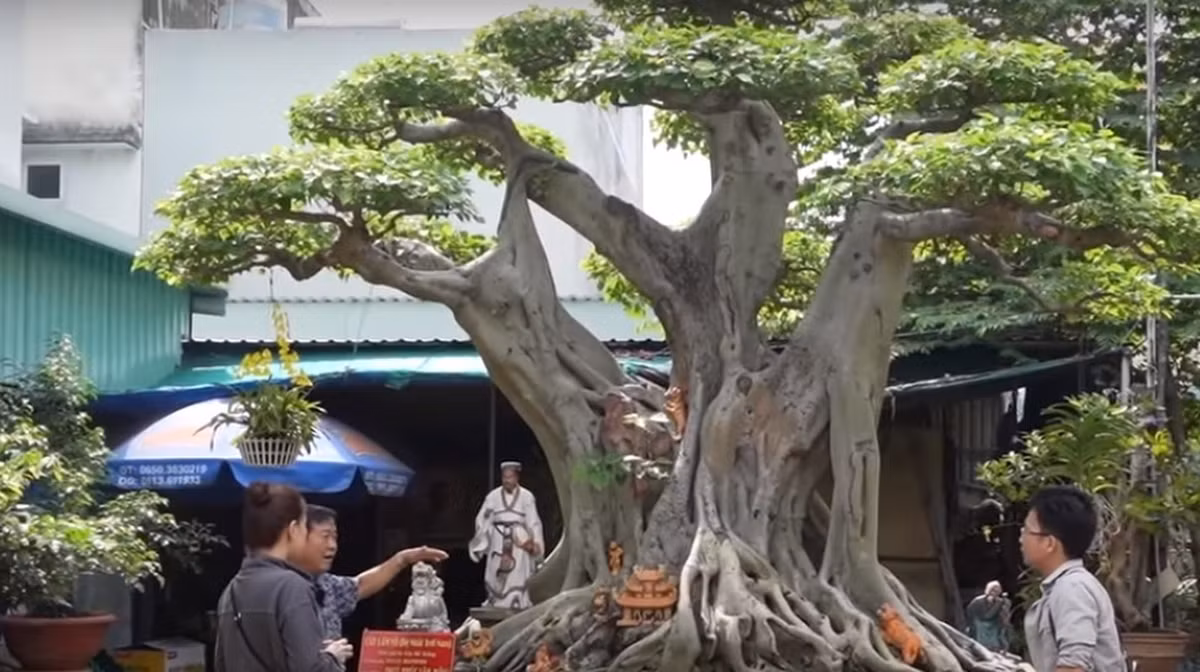 Quá trình lấy cây và đưa về vườn vô cùng gian nan, có những đoạn đường chỉ dài 80m nhưng phải mất tới 3 ngày mới đưa được cây ra đường lớn. Ảnh chụp màn hình