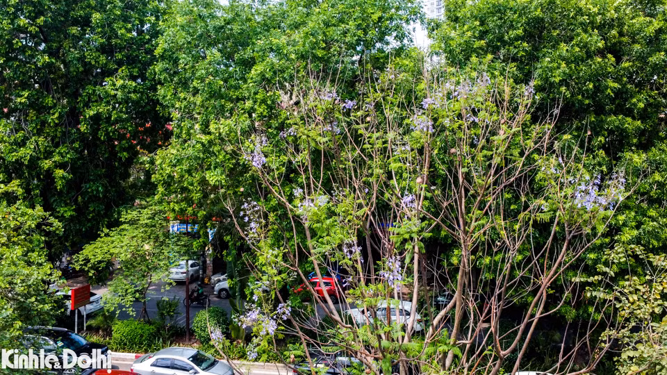 Trong khi đó, những cành phượng tím cũng bắt đầu lấp ló khoe sắc sau những tán lá xanh.
