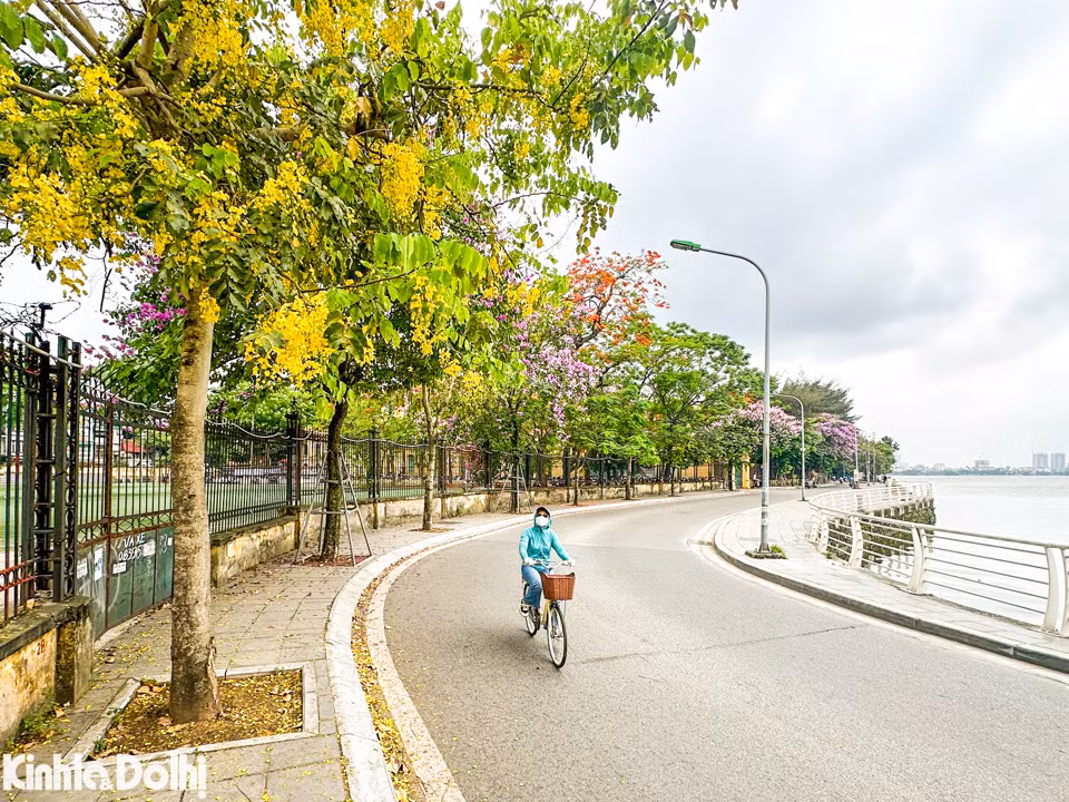 Cùng với sắc tím bằng lăng, màu đỏ rực của phượng vĩ, muồng hoàng yến cũng chuyển mình "trải vàng" khắp phố phường Thủ đô.
