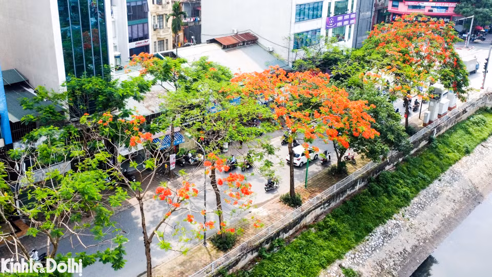 Những gốc cây phượng được trồng nhiều ở Hà Nội, tập trung nhất tại các tuyến đường ven sông Tô Lịch như Giáp Nhất, Nguyễn Ngọc Vũ, Nguyễn Khang, Quan Hoa...