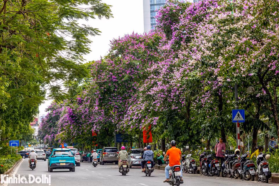 Được ngắm hoa bằng lăng nở rộ là niềm hạnh phúc trong ngày Hè, đặc biệt sau những giờ đi học, đi làm.