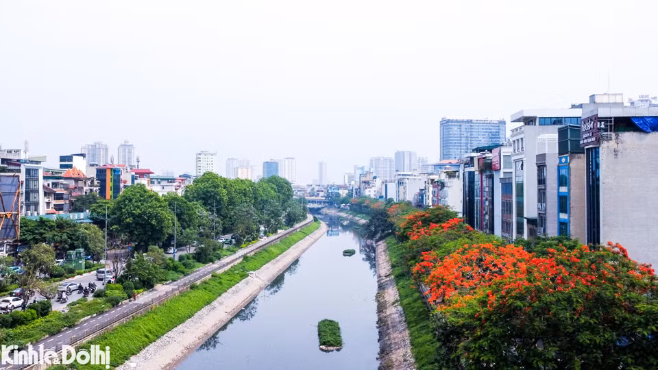 Ngoài bằng lăng, hoa phượng cũng bắt đầu nở rộ, mùa hoa đến cũng là thời điểm báo hiệu mùa Hè về.