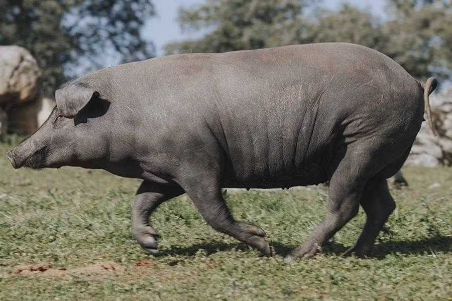 Lợn đen Iberico được nuôi với chế độ đặc biệt. Ngay sau khi cai sữa chúng sẽ được vỗ béo bằng lúa mạch và ngô trong vài tuần. Ảnh: Internet