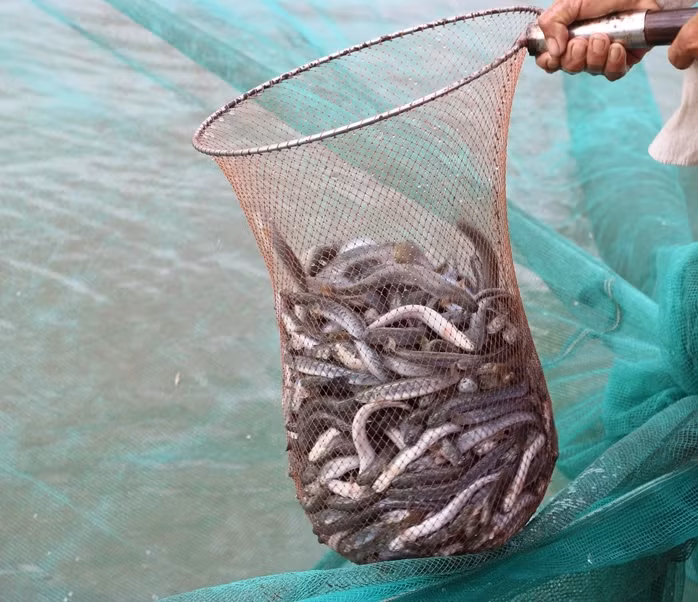 Loài cá này sống đa dạng ở các môi trường, từ mặn, ngọt cho tới nước lợ. Ảnh: Người lao động