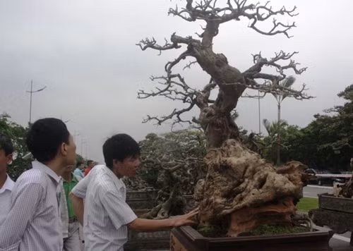 Nhiều người ngỡ như “cây chết” nhưng lại có những đọt non đang trổ ở đầu cành. Ảnh: ĐSPL