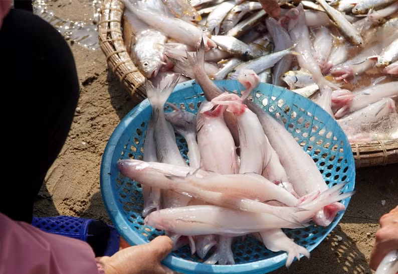 Tại một số xã ven biển ở huyện Hậu Lộc, Hoằng Hóa, Quảng Xương, TP Sầm Sơn... (Thanh Hóa), ngư dân bắt đầu ra khơi vào ngày 2, 3 Tết. Khi chuyến tàu về, cá khoai là mặt hàng được ưa chuộng nhất. Ảnh: Vietnamnet