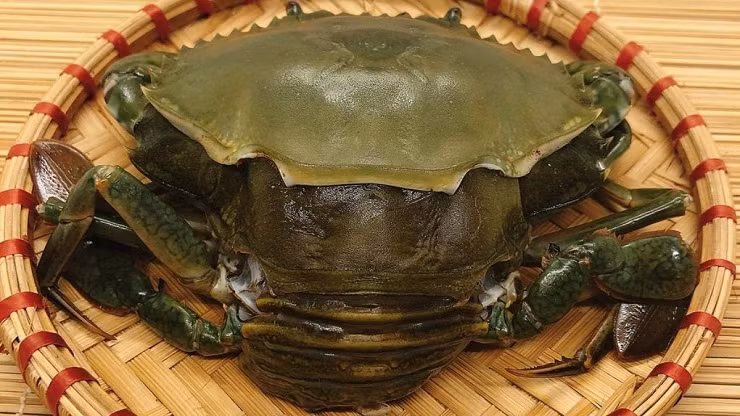 Gần đến ngày lột xác nên cua hai da khù khờ, chậm chạp, ít kẹp, không còn hung dữ như cua thường. Ảnh: Dân Việt