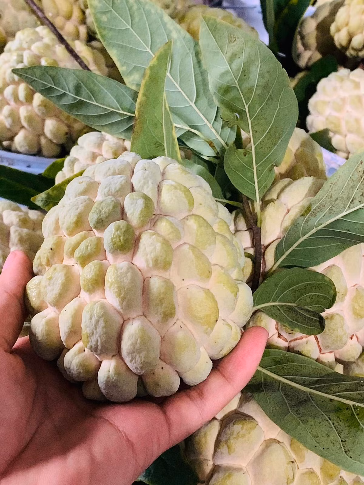 Có thời điểm, na bở còn được rao bán lên tới 200.000 đồng/kg. Hiện, na bở bắt đầu vào mùa, giá từ 150.000 – 170.000 đồng/kg. Ảnh: FB Hoa Thuy Tinh