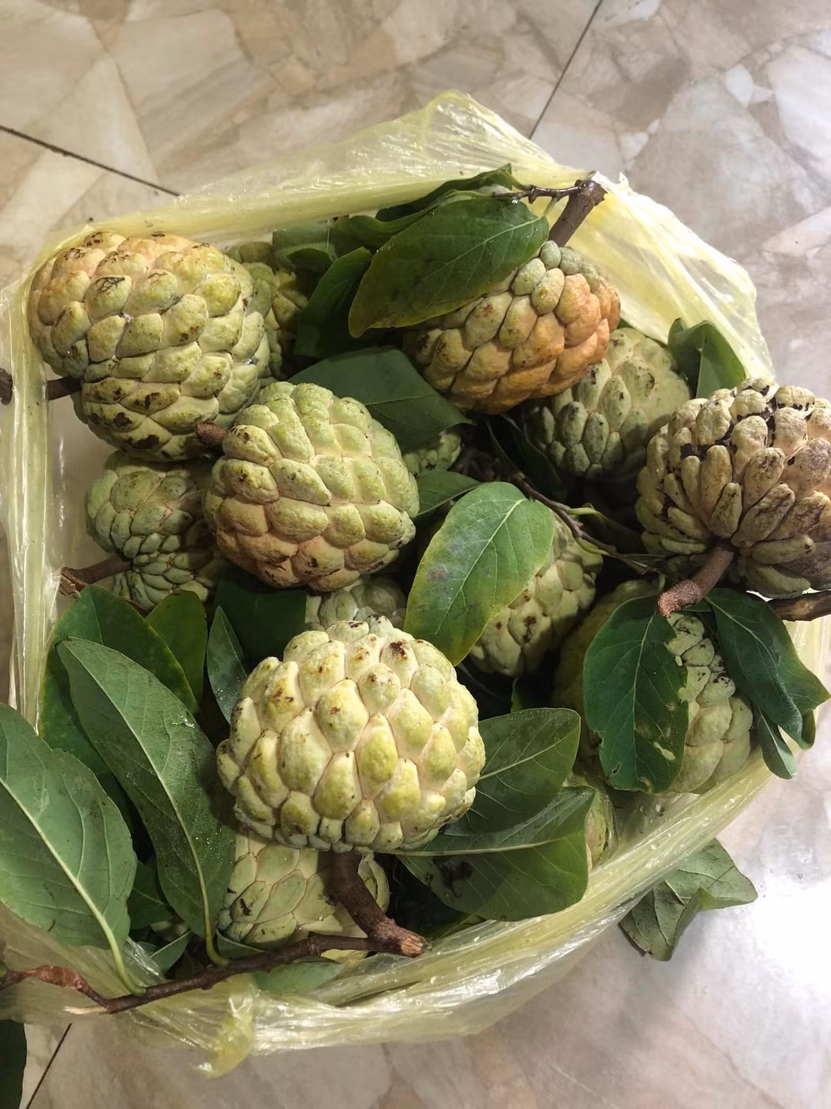 Để phân biệt na dai và na bở, người dân căn cứ vào lá. Lá na bở thẳng, trong khi lá na dai xoăn. Ngoài ra, quả na bở nổi gò cao, sần sùi hơn so với na dai. Ảnh: FB Khuyên Ốc