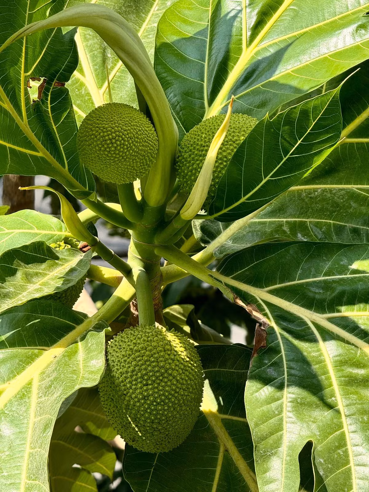Sa kê trái đếm không hết.