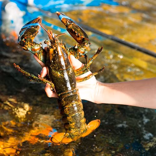 Các tiểu thương cho biết, giá tôm hùm Alaska rẻ do đang đúng mùa khai thác, nguồn cung dồi dào, chất lượng thịt cũng rất ngon. Nguồn ảnh: Facebook
