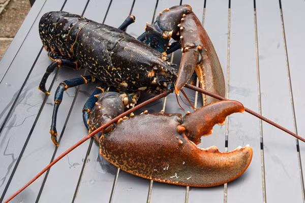 Tôm hùm Alaska đông lạnh cũng được rao bán với giá chỉ từ 499.000/kg, loại từ 1,5-2,5kg/con, được xem là mức giá rẻ chưa từng có.