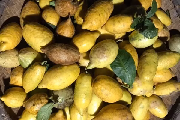 Trên thị trường có 2 loại chanh yên, một là chanh rừng được thu hoạch trong tự nhiên và một loại do người dân trồng. Chanh yên rừng quả nhỏ hơn, vỏ xù xì, cùi ăn rất đắng. Còn chanh yên trồng cùi ngọt hơn và quả cũng to hơn. Ảnh: Vietnamnet