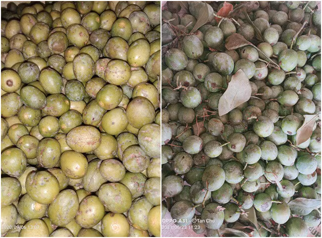 Trên chợ mạng, quả dọc được rao bán từ 50.000 - 80.000 đồng/kg. Do số lượng có hạn nên khách mua nhiều phải đặt trước vài hôm mới gom đủ hàng. Ảnh: Facebook