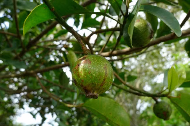 Mọc dại ở đồi núi các tỉnh Hòa Bình, Phú Thọ, Sơn La..., quả dọc xưa kia chín rụng đầy rừng, người dân thi thoảng vào nhặt về để nấu canh chua. Ảnh: Internet
