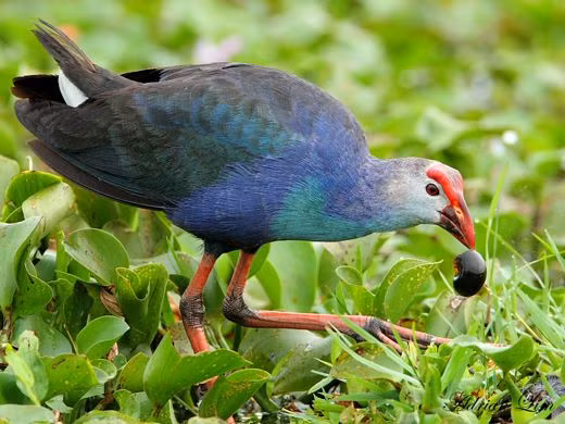Loài chim này có thể lao đến đối thủ, vừa dùng mỏ để mổ, vừa đá những cú hiểm hóc khiến đối phương bị thương. Ảnh: VuonchimViet