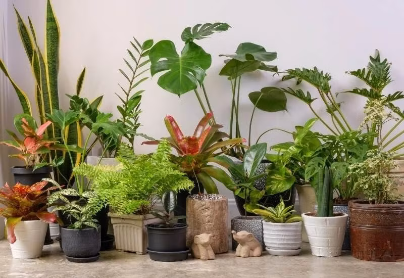 Ngày nay, nhiều người thích sưu tầm các cây cảnh hoang dã, mang về nhà để "lên đời" chúng thành những chậu bonsai xinh đẹp. Ảnh: Dân Việt