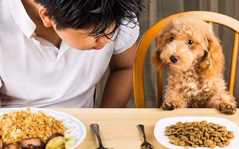 Dù chủ nuôi luôn mong muốn thú cưng được ăn những bữa ngon và đầy đủ dinh dưỡng nhưng không phải ai cũng sẵn lòng thử thức ăn dành cho chó mèo. Đây chính là lý do nghề nếm thức ăn thú cưng ra đời.