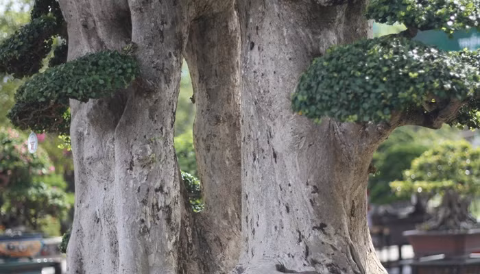 Với anh Toàn, đây là một tác phẩm vô giá, sau này ai có duyên thì sở hữu. Ảnh: Dân Việt