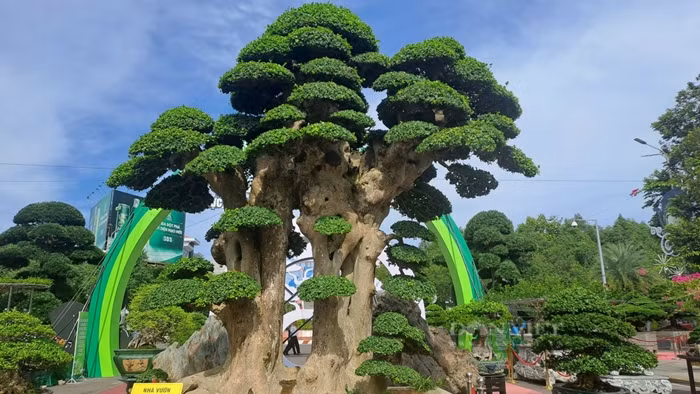 Xuất hiện tại Triển lãm và Hội thi Sinh vật cảnh khu vực miền Trung - Tây Nguyên diễn ra tại TP Quy Nhơn (Bình Định) năm 2023, cây duối cổ thụ của nghệ nhân Nguyễn Duy Toàn (TP Quy Nhơn) thu hút sự chú ý đặc biệt của khách tham quan. Ảnh: Dân Việt