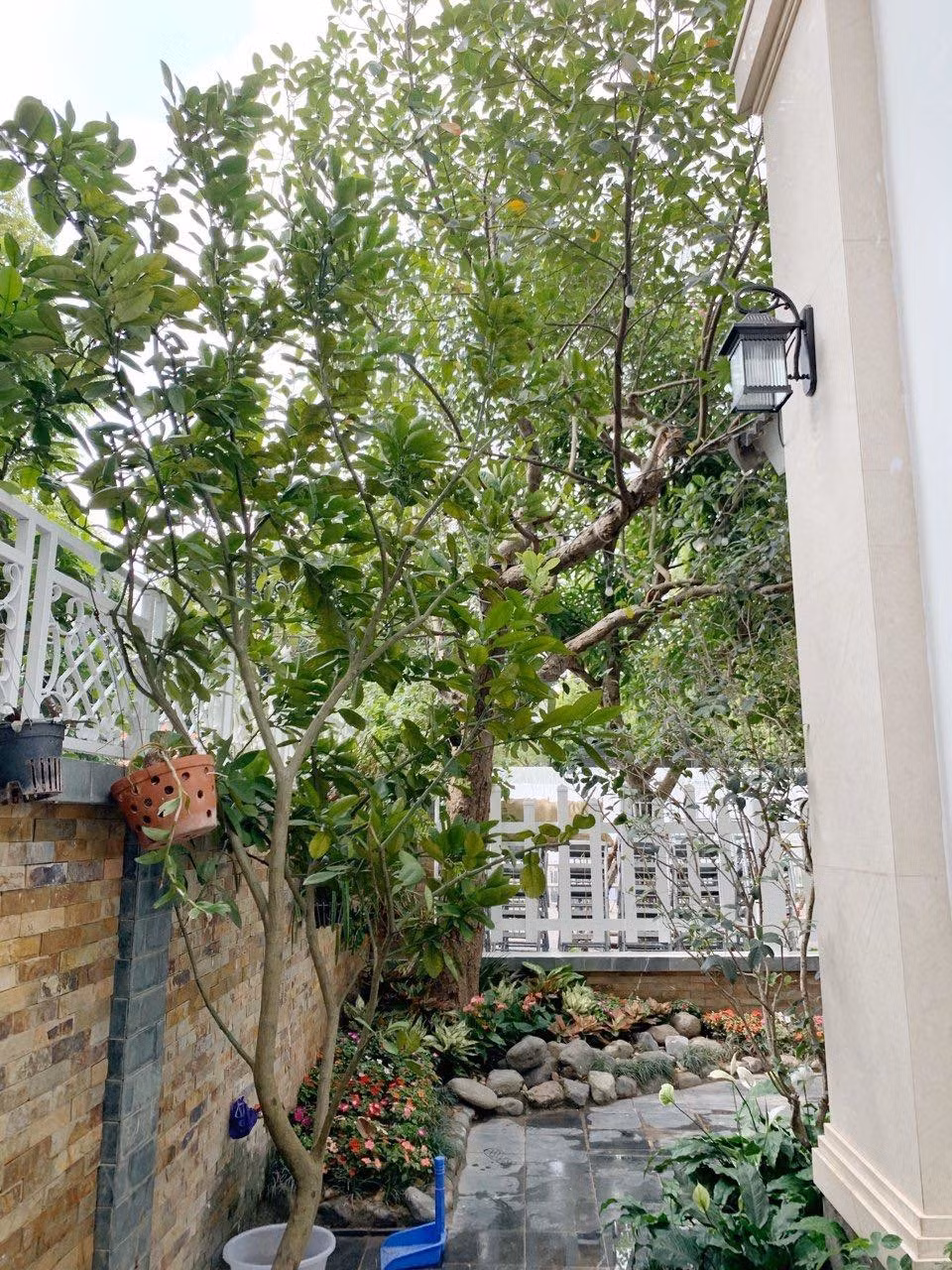 Khuôn viên quanh biệt thự không lớn nhưng đủ thiết kế khu vườn nhỏ với một số loại hoa, cây cảnh, cây ăn quả... Ảnh: Ngoisao