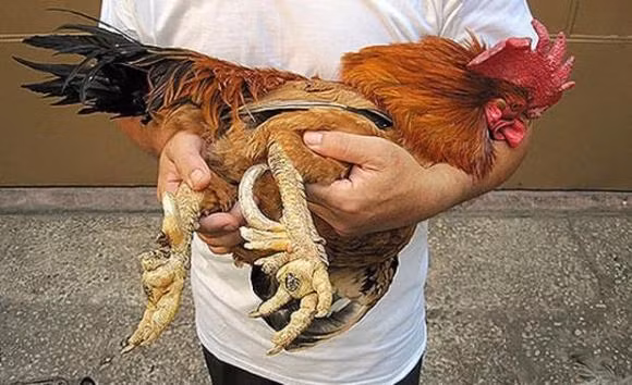 Ngoài gà Đông Tảo, gà Hồ Thuận Thành, gà 9 cựa Phú Thọ cũng là giống gà tiến vua luôn "cháy hàng" dịp Tết. Ảnh: Facebook
