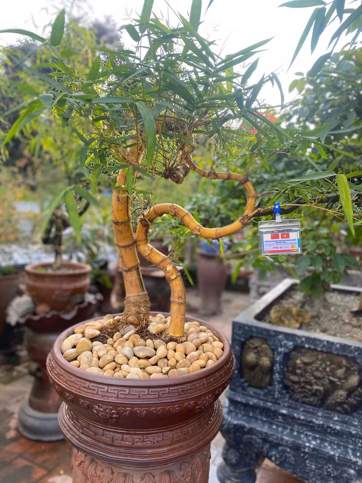 Theo anh Luân, cây cảnh như si, xanh có thể uốn được dáng theo ý muốn nhưng tre thì không thể. Ảnh: FBNV