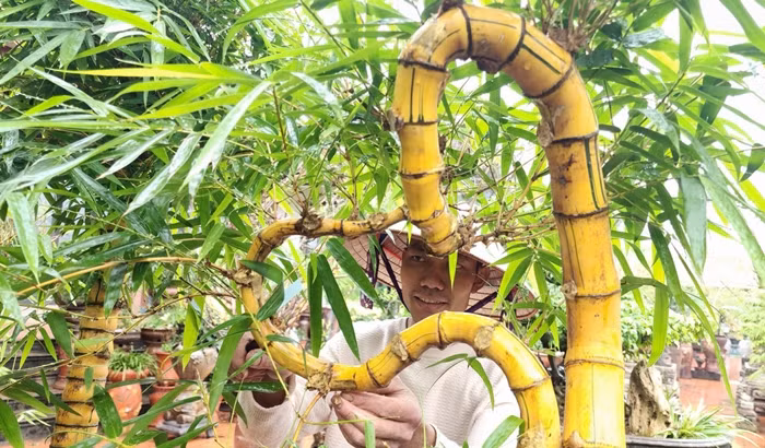 Trong khu vườn rộng khoảng 20.000m2 của anh Sỹ Luân có hàng nghìn loại cây cảnh khác nhau như tùng, cúc, trúc, mai... Tuy nhiên, tre bonsai vẫn là điểm nhấn và tâm huyết của nam nghệ nhân. Ảnh: Moitruongvadothi